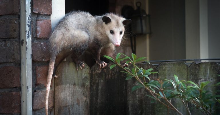 Risks of Opossums Nesting in House